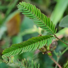 Mimosa pudica