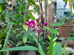 Spathoglottis