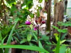 Spathoglottis