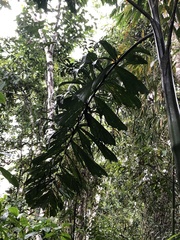 Socratea exorrhiza