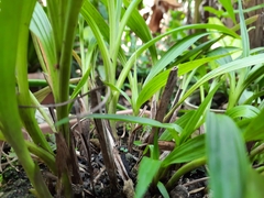 Spathoglottis