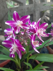 Spathoglottis