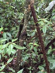 Socratea exorrhiza