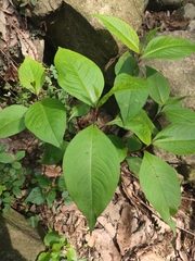 Persicaria neofiliformis