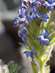Glandularia latilobata