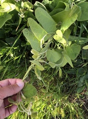 Aristolochia californica
