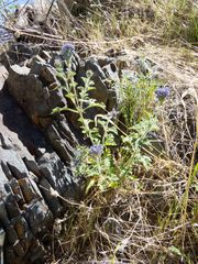 Glandularia latilobata