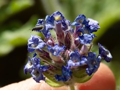 Glandularia latilobata
