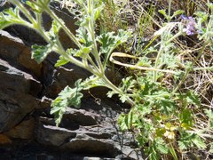 Glandularia latilobata