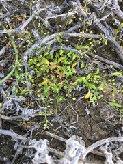 Hornungia procumbens