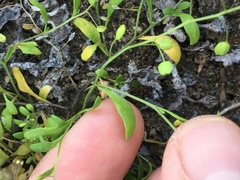 Hornungia procumbens