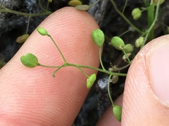 Hornungia procumbens