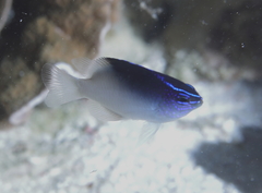 Chrysiptera rollandi