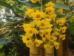 Dendrobium chrysotoxum