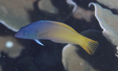 Halichoeres prosopeion