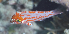 Macropharyngodon choati