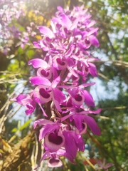 Dendrobium lituiflorum