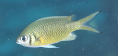 Chromis weberi