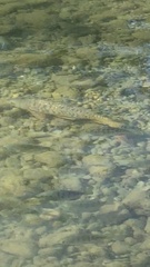 Cyprinus carpio carpio