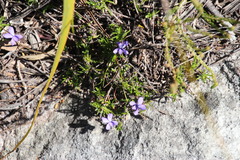 Viola decumbens