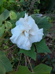 Hibiscus