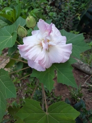 Hibiscus