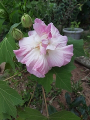 Hibiscus