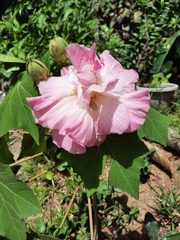Hibiscus