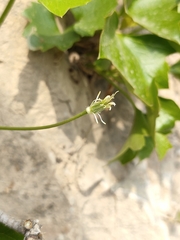 Clematis acerifolia