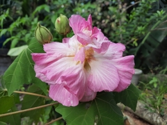 Hibiscus