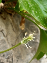 Clematis acerifolia