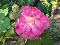 Hibiscus