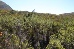 Cliffortia prionota