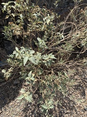 Chrozophora oblongifolia