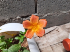 Portulaca
