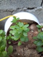 Portulaca