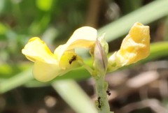 Vigna lanceolata filiformis