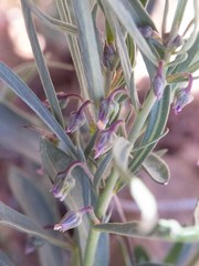 Pombalia verticillata