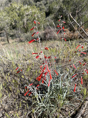 Penstemon subulatus