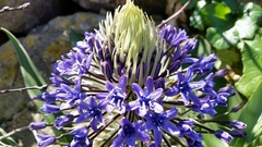 Scilla peruviana ughii