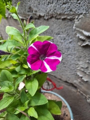 Petunia
