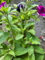 Petunia