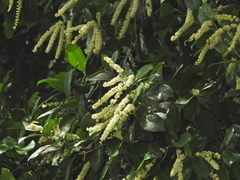 Homalium circumpinnatum