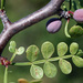 Bursera exequielii - Photo (c) jrebman, some rights reserved (CC BY-NC), uploaded by jrebman