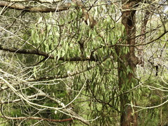 Amyema pendula pendula