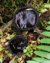 Pseudoplectania melaena