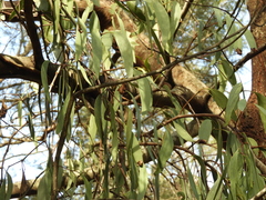Amyema pendula pendula