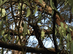 Amyema pendula pendula