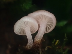 Hygrocybe roseoflavida