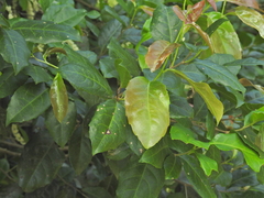 Homalium circumpinnatum